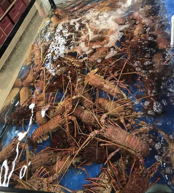 Tôm hùm ngon nhất thế giới giảm giá gần 60% ở siêu thị Việt, vài ngày bán được nửa tấn-4