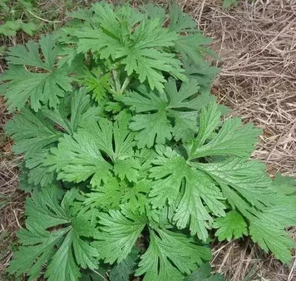 Hàng ngàn con ve chui ra khỏi nệm? Hướng dẫn bạn mẹo đuổi mạt dễ dàng mà không cần đun nước sôi hay phơi nắng-7