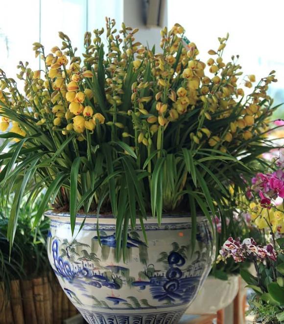 Ngày cuối năm, đặt ngay những cây cảnh hút tài hút lộc này trong nhà giúp gia chủ tài lộc hanh thông, tiền vào chật két-1