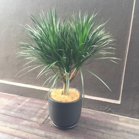 Ngày cuối năm, đặt ngay những cây cảnh hút tài hút lộc này trong nhà giúp gia chủ tài lộc hanh thông, tiền vào chật két-3