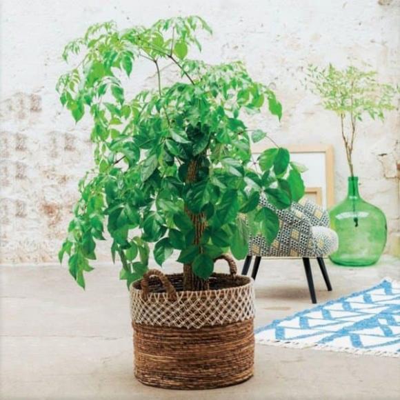 Ngày cuối năm, đặt ngay những cây cảnh hút tài hút lộc này trong nhà giúp gia chủ tài lộc hanh thông, tiền vào chật két-5