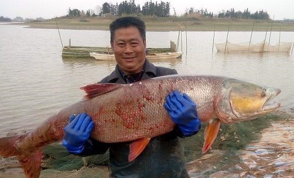 Những loại cá bị xếp vào danh sách đen, tốt nhất không nên cho trẻ nhỏ ăn vì vừa dễ gây bệnh lại làm tổn thương nhiều cơ quan trong cơ thể-3