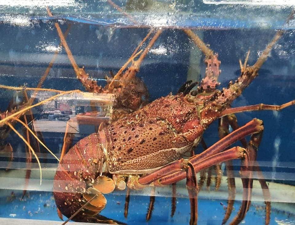 Tôm hùm ngon nhất thế giới cháy hàng dịp Tết đắt cỡ nào?-2