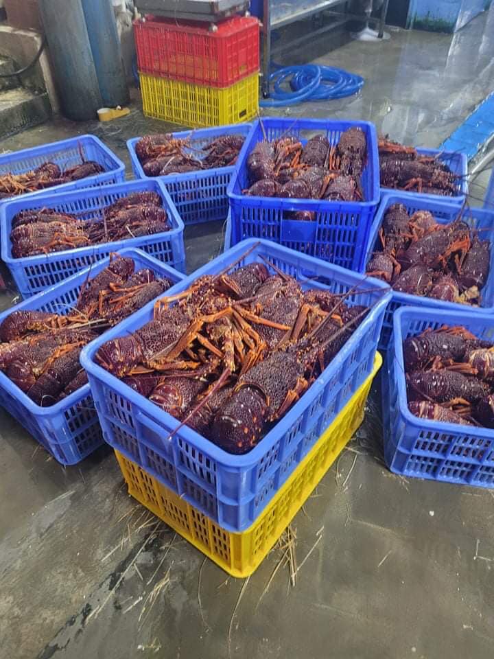 Tôm hùm ngon nhất thế giới cháy hàng dịp Tết đắt cỡ nào?-3