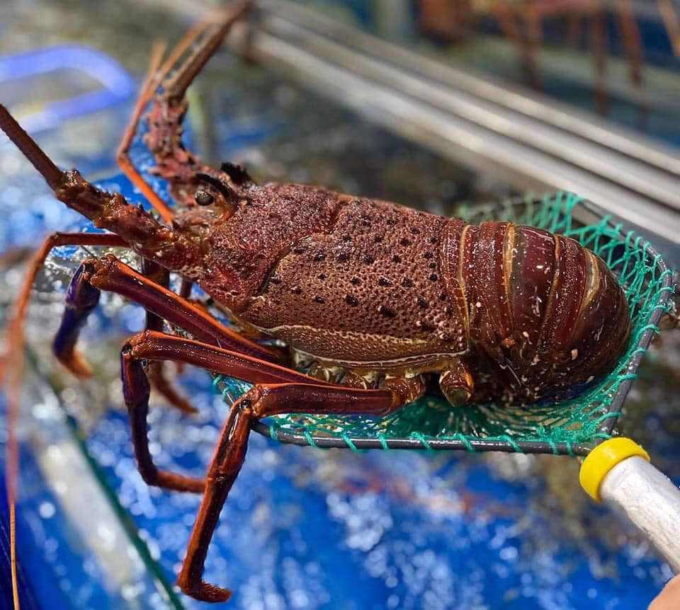 Tôm hùm ngon nhất thế giới cháy hàng dịp Tết đắt cỡ nào?-4