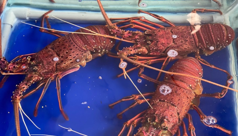 Tôm hùm ngon nhất thế giới cháy hàng dịp Tết đắt cỡ nào?-6