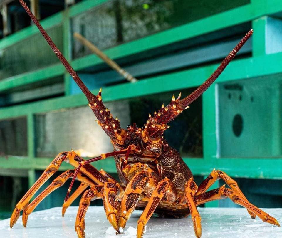Tôm hùm ngon nhất thế giới cháy hàng dịp Tết đắt cỡ nào?-7