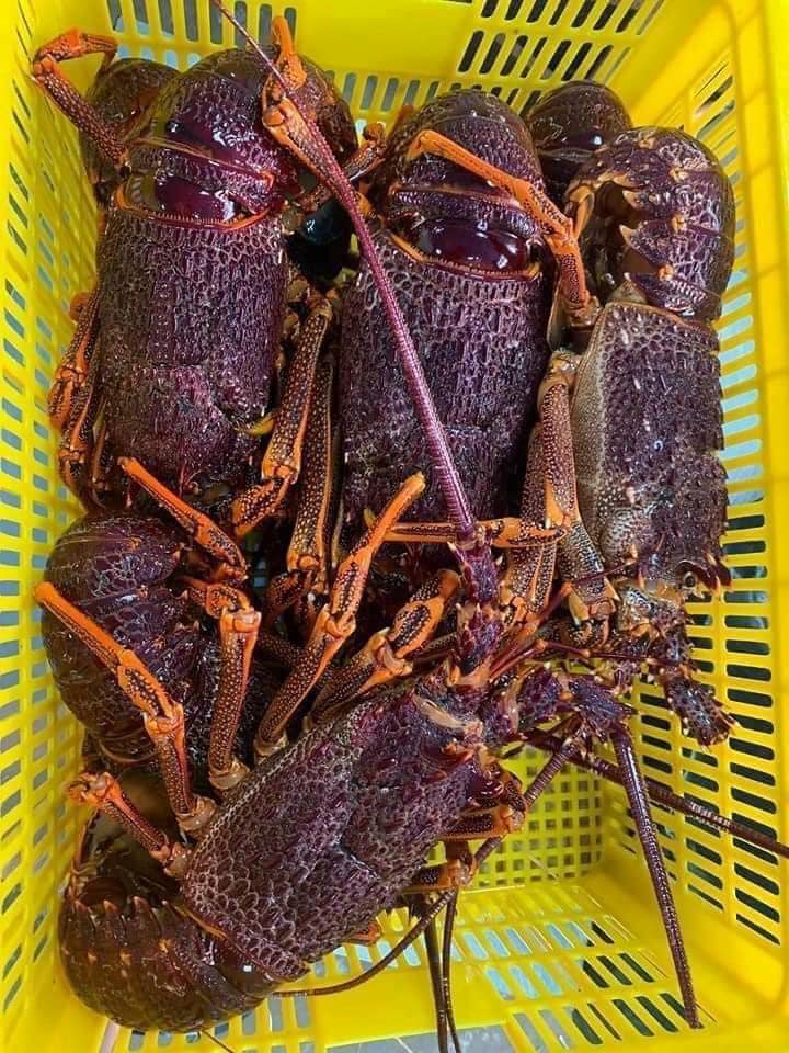 Tôm hùm ngon nhất thế giới cháy hàng dịp Tết đắt cỡ nào?-9