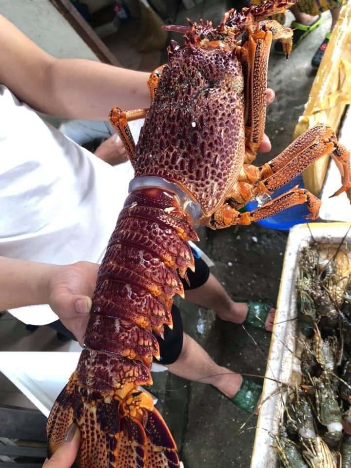 Tôm hùm ngon nhất thế giới cháy hàng dịp Tết đắt cỡ nào?-8