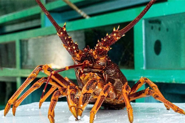 Cận cảnh tôm hùm Caribe giá 10 triệu/con lần đầu về Việt Nam-6