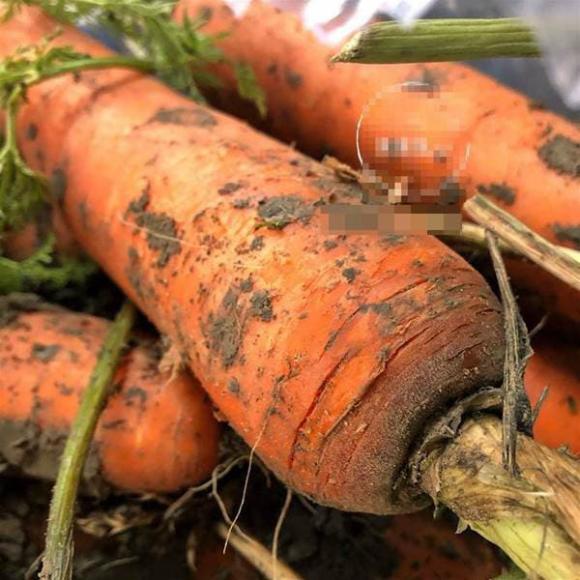 Khi mua cà rốt, nên chọn củ không có đất hay có dính đất tốt hơn? Sự khác biệt là gì, đừng mua nhầm sau khi đã tìm hiểu kỹ-6