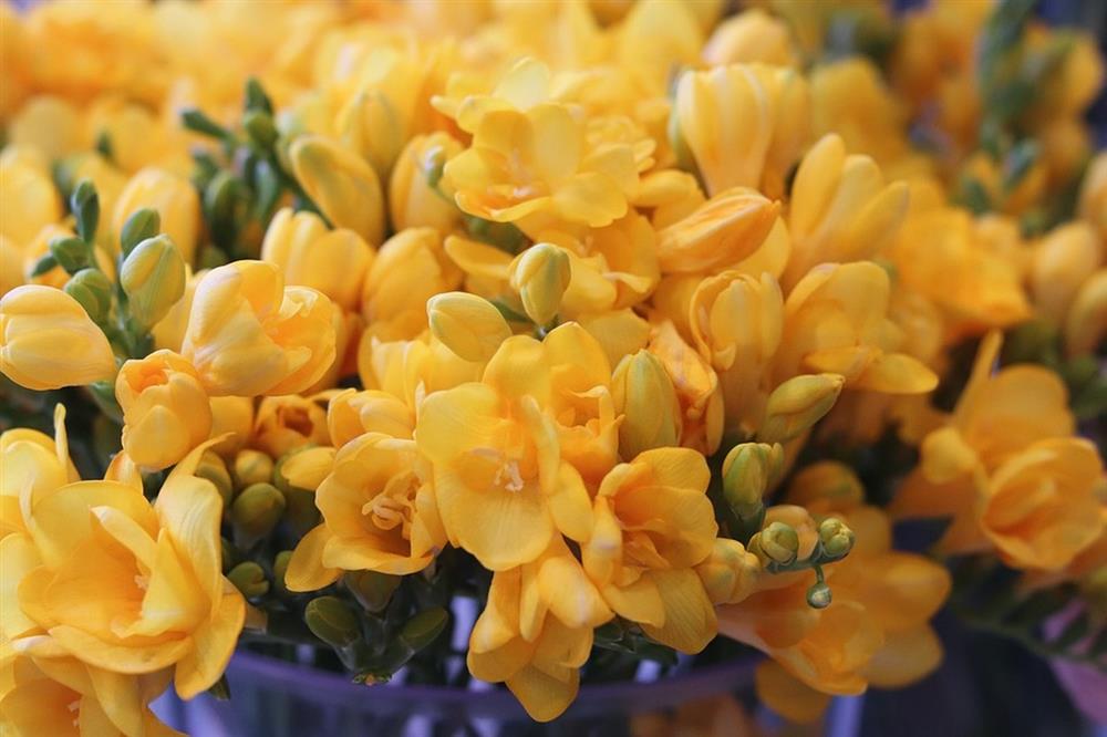6 loài hoa đẹp tỏa hương thơm quyến rũ, cho tổ ấm thêm tao nhã, đón Tết tươi vui và may mắn-2