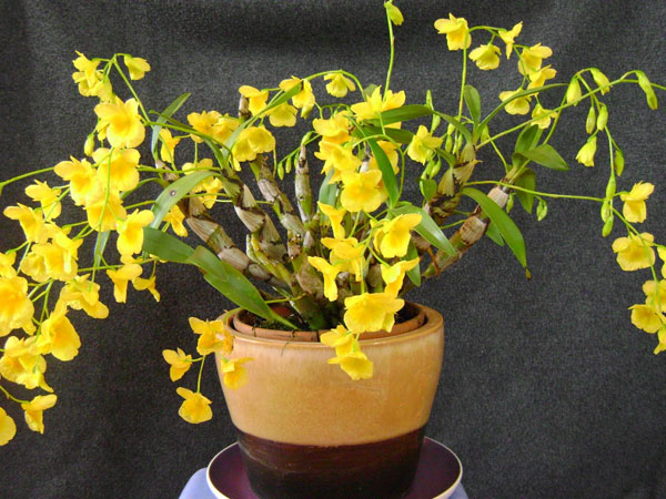 6 loài hoa đẹp tỏa hương thơm quyến rũ, cho tổ ấm thêm tao nhã, đón Tết tươi vui và may mắn-8