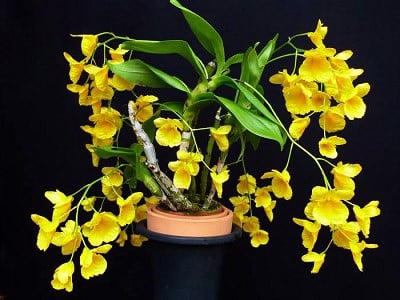 6 loài hoa đẹp tỏa hương thơm quyến rũ, cho tổ ấm thêm tao nhã, đón Tết tươi vui và may mắn-7