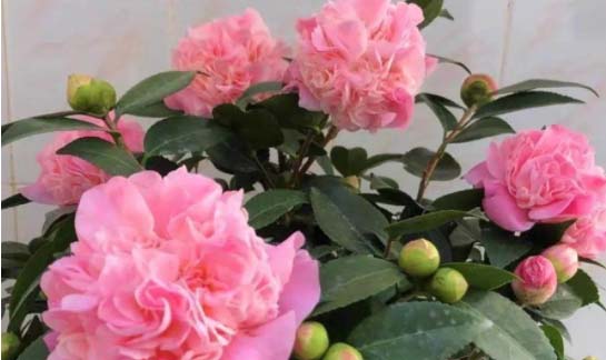 6 loài hoa đẹp tỏa hương thơm quyến rũ, cho tổ ấm thêm tao nhã, đón Tết tươi vui và may mắn-9