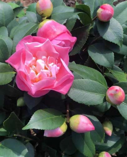 6 loài hoa đẹp tỏa hương thơm quyến rũ, cho tổ ấm thêm tao nhã, đón Tết tươi vui và may mắn-10