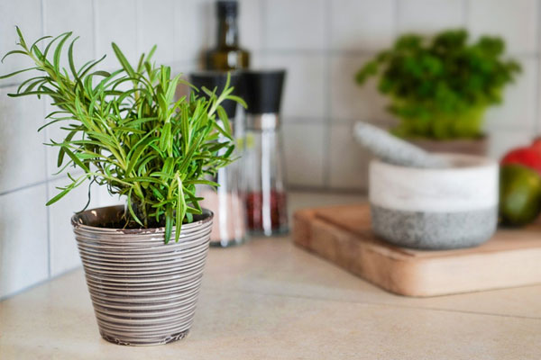 Nhà bếp nên đặt cây gì vừa đẹp vừa hút mùi cho căn bếp?-1