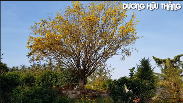 Thần mai được đại gia Bến Tre bỏ 30 tỷ săn lùng: Loại siêu quý hiếm?-1