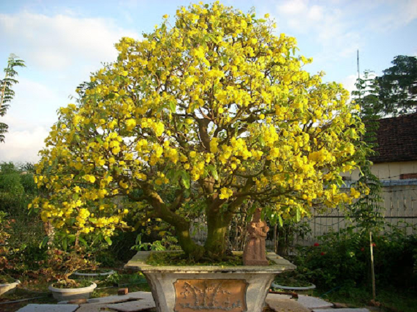 Thần mai được đại gia Bến Tre bỏ 30 tỷ săn lùng: Loại siêu quý hiếm?-10