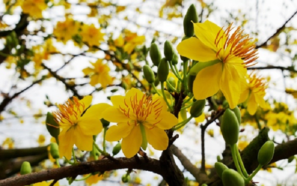 Thần mai được đại gia Bến Tre bỏ 30 tỷ săn lùng: Loại siêu quý hiếm?-11