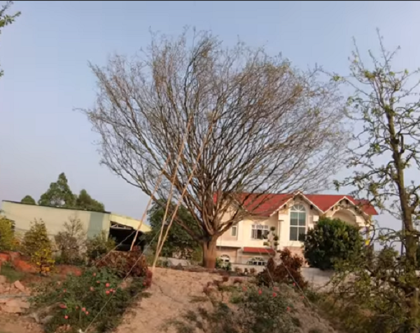 Thần mai được đại gia Bến Tre bỏ 30 tỷ săn lùng: Loại siêu quý hiếm?-2