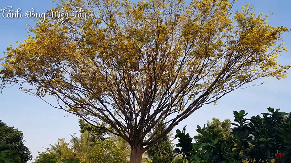 Thần mai được đại gia Bến Tre bỏ 30 tỷ săn lùng: Loại siêu quý hiếm?-3