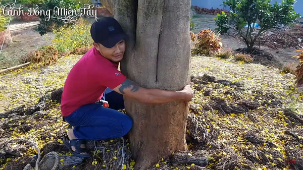 Thần mai được đại gia Bến Tre bỏ 30 tỷ săn lùng: Loại siêu quý hiếm?-4