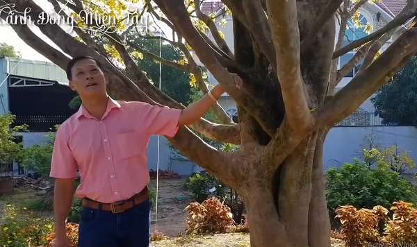 Thần mai được đại gia Bến Tre bỏ 30 tỷ săn lùng: Loại siêu quý hiếm?-6