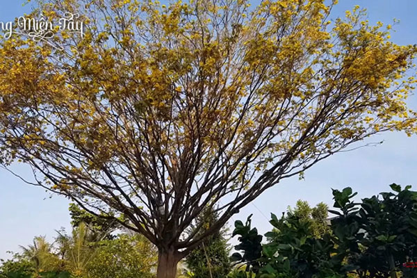 Không phải mai vàng, đây mới là loài mai quốc hồn quốc tuý khiến nhiều người mê mẩn dịp Tết-6