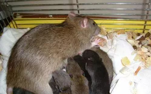 Đừng hoảng sợ nếu có chuột trong nhà của bạn! Khuấy những thành phần sau và để trong nhà, nó có tác dụng hơn cả thuốc diệt chuột-1
