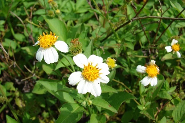 Thứ rau mệnh danh cỏ thần, FAO khuyến khích làm rau ăn vì không có độc: VN để mọc hoang-1