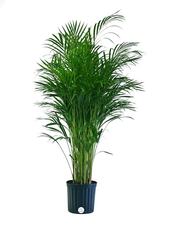 Hà Nội đang ở thời điểm ô nhiễm không khí cao, đây là 8 loại cây cảnh làm sạch không khí nhất định phải có trong nhà-3