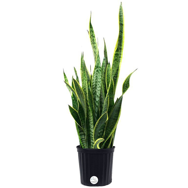 Hà Nội đang ở thời điểm ô nhiễm không khí cao, đây là 8 loại cây cảnh làm sạch không khí nhất định phải có trong nhà-5