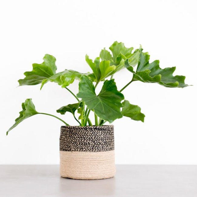 Hà Nội đang ở thời điểm ô nhiễm không khí cao, đây là 8 loại cây cảnh làm sạch không khí nhất định phải có trong nhà-6