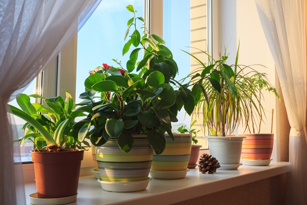 6 cây cảnh chơi dịp Tết càng trồng phú quý càng dồi dào: Có loài sống lâu hơn cả con người, hoa tươi cả tháng mới thấy tàn-7