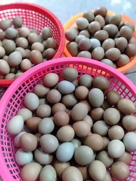 Loại trứng màu xanh đỏ bắt mắt, giá đắt gấp 10 lần trứng gà ta nhưng chị em vẫn lùng mua-1