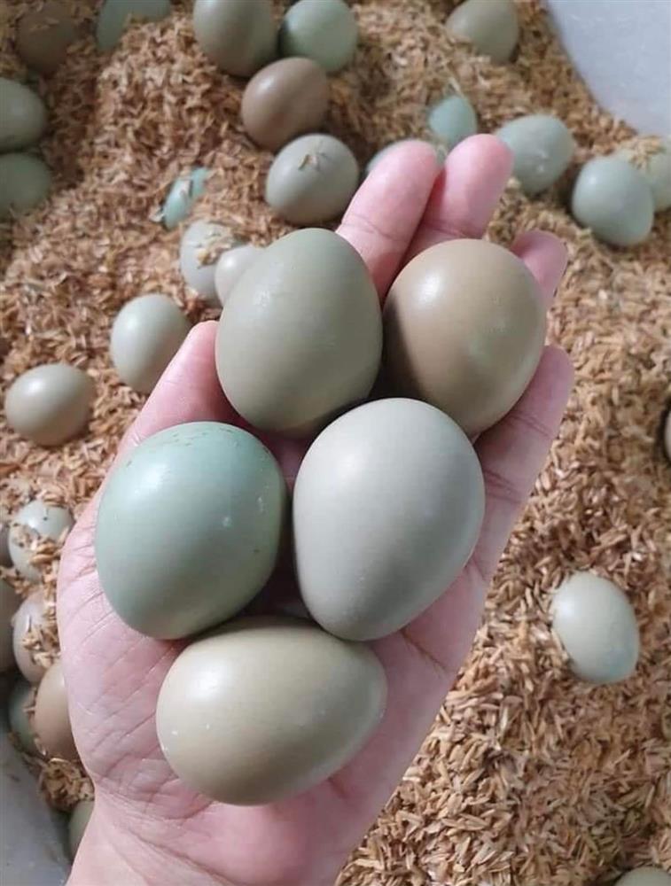 Loại trứng màu xanh đỏ bắt mắt, giá đắt gấp 10 lần trứng gà ta nhưng chị em vẫn lùng mua-2