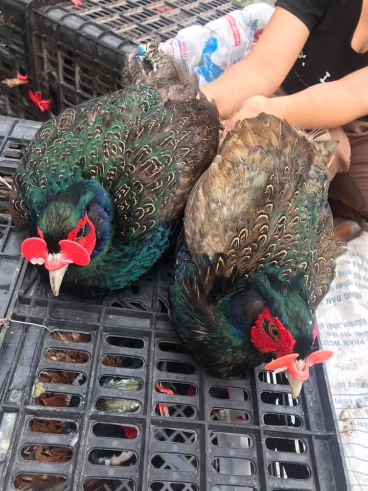 Loại trứng màu xanh đỏ bắt mắt, giá đắt gấp 10 lần trứng gà ta nhưng chị em vẫn lùng mua-5