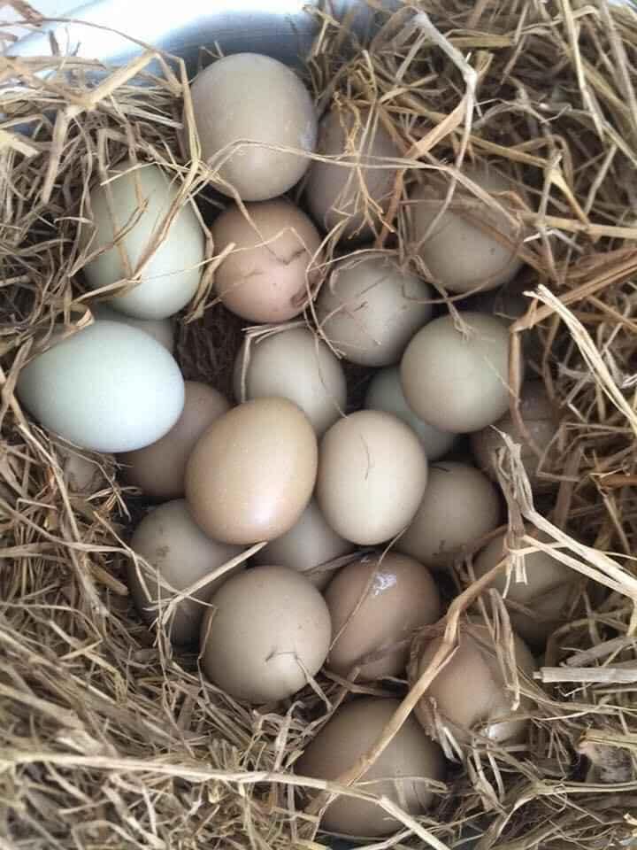 Loại trứng màu xanh đỏ bắt mắt, giá đắt gấp 10 lần trứng gà ta nhưng chị em vẫn lùng mua-8