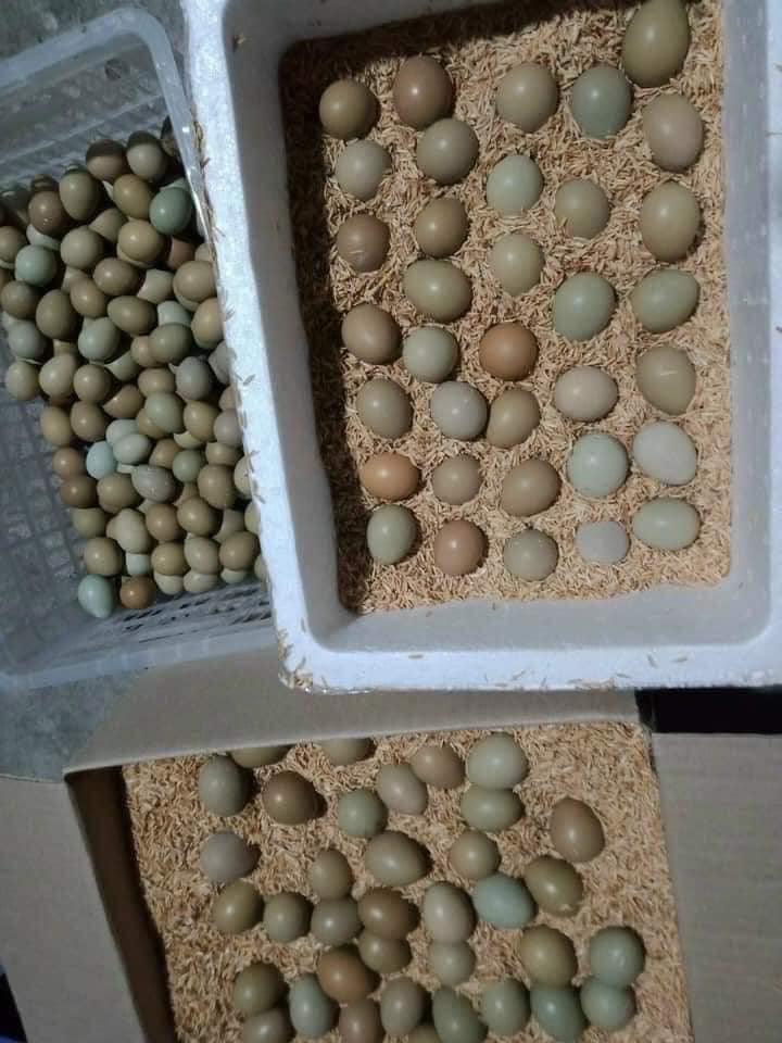 Loại trứng màu xanh đỏ bắt mắt, giá đắt gấp 10 lần trứng gà ta nhưng chị em vẫn lùng mua-9