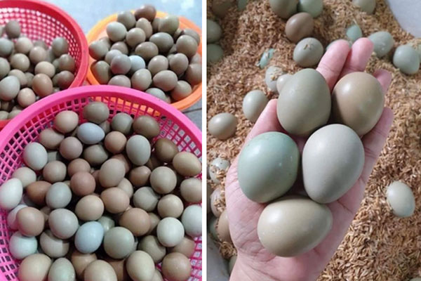 Loại trứng màu xanh đỏ, giá đắt gấp 10 lần trứng gà ta nhưng chị em vẫn mua  | Tin tức Online
