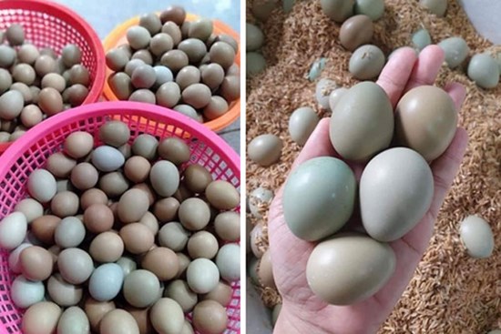Loại trứng màu xanh đỏ bắt mắt, giá đắt gấp 10 lần trứng gà ta nhưng chị em vẫn lùng mua