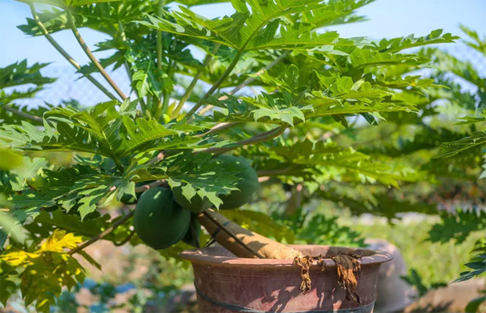 Đu đủ bonsai tiền triệu hút khách trên thị trường Tết 2022-6