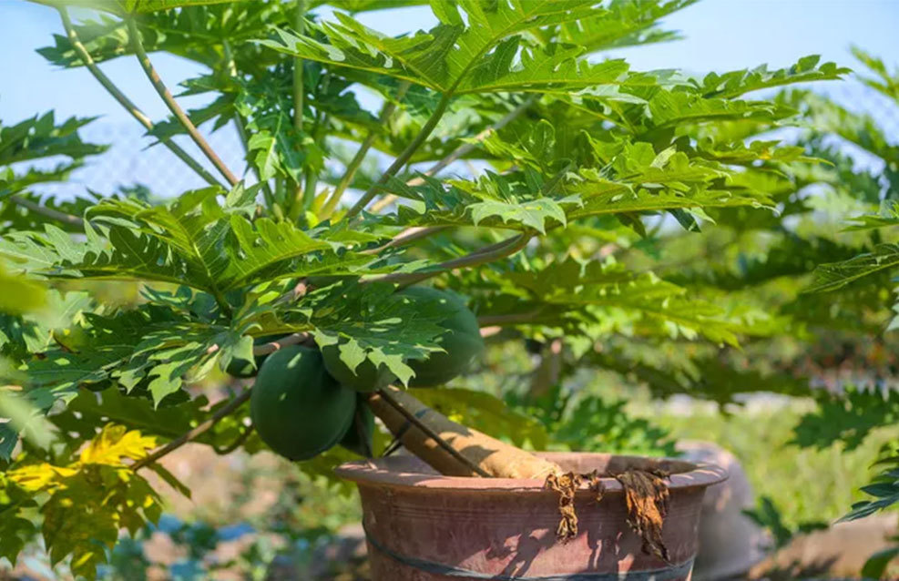 Đu đủ bonsai tiền triệu hút khách trên thị trường Tết 2022-9