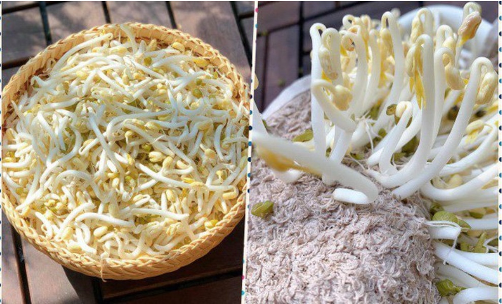 Cách làm giá đỗ không cần tưới nước, chỉ hơn 2 ngày có ngay giá đỗ vừa trắng vừa to-1