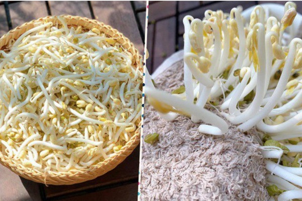 Mua giá đỗ về để hay bị thâm đen, nát ủng, mách chị em tuyệt chiêu bảo quản cả tuần vẫn tươi ngon-5