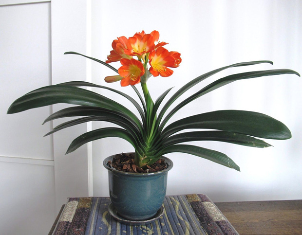 6 cây cảnh chơi dịp Tết càng trồng phú quý càng dồi dào: Có loài sống lâu hơn cả con người, hoa tươi cả tháng mới thấy tàn-1