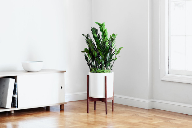 6 cây cảnh chơi dịp Tết càng trồng phú quý càng dồi dào: Có loài sống lâu hơn cả con người, hoa tươi cả tháng mới thấy tàn-5