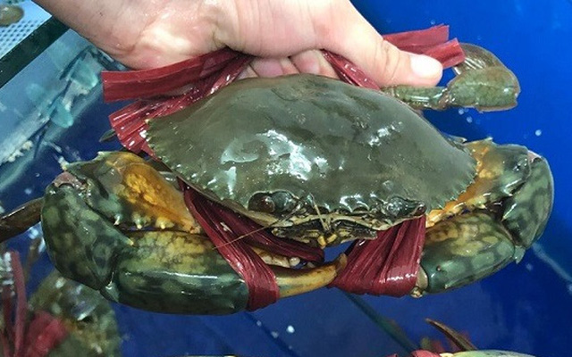 Hải sản chạy đua giảm giá sốc, cua biển giá 250.000 đồng/kg, ghẹ chỉ 125.000 đồng/kg-1