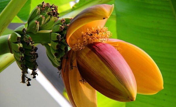 Thứ này vừa là hoa vừa là rau, có rất nhiều ở Việt Nam: Tận dụng sẽ giúp bổ phổi, khỏe tim, hồi xuân hiệu quả mà nhiều phụ nữ chưa biết-1